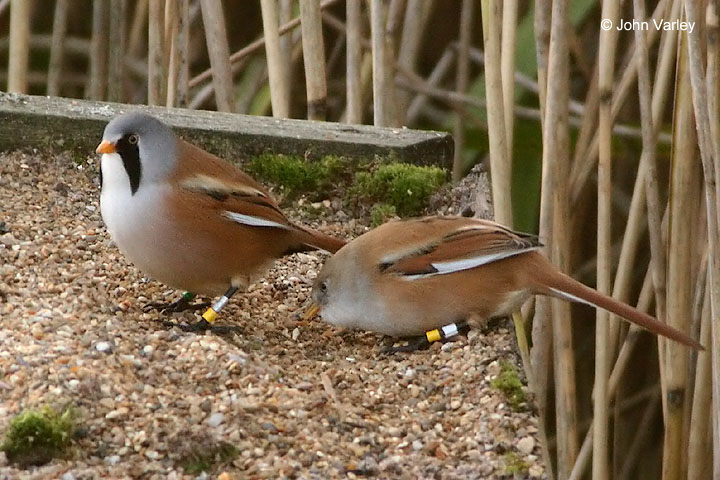 bearded_tit_720_6983_std.jpg