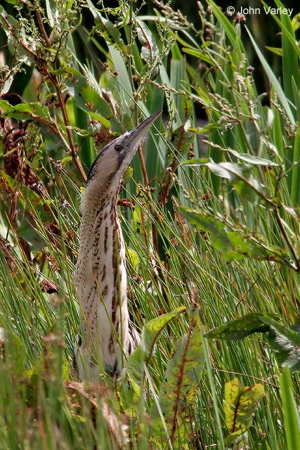 bittern_3022.jpg