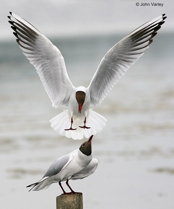 black_headed_gull_1570_std.jpg