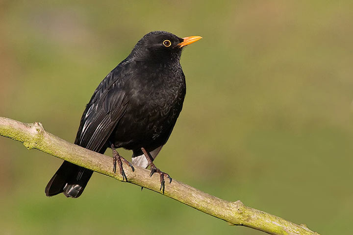 blackbird_720_23737.jpg