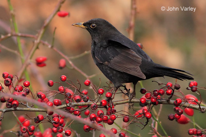 blackbird_720_7112_std.jpg