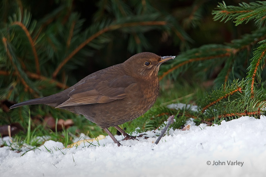 blackbird_850_6123.jpg