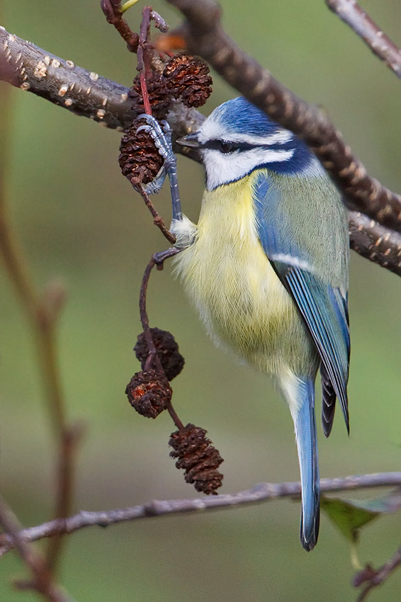 bluetit_on_alder_850_5277.jpg