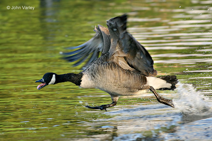 canada_goose_720_3512_std.jpg