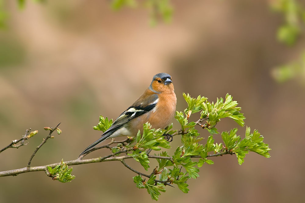 chaffinch_1000_22633.jpg