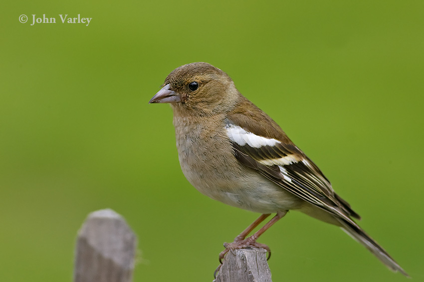 chaffinch_850_23028.jpg