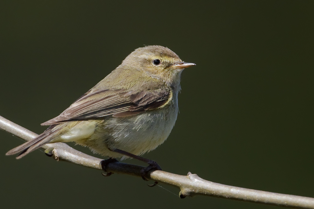 chiffchaff_2_1000_0552.jpg