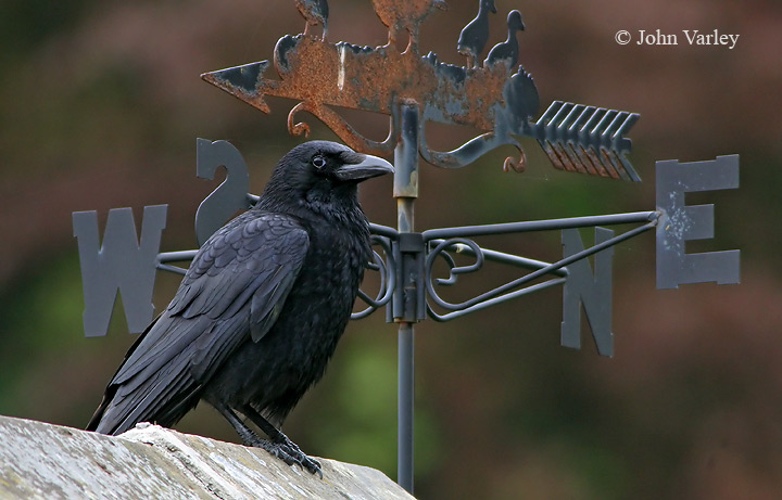 crow_720_8964.jpg