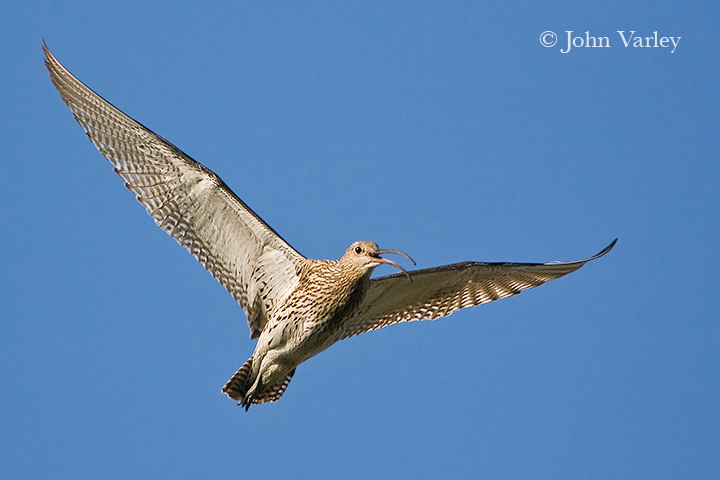 curlew-9291.jpg