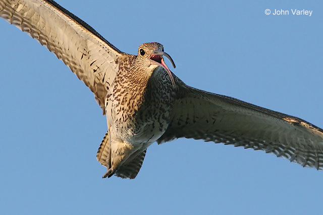 curlew_2659.jpg