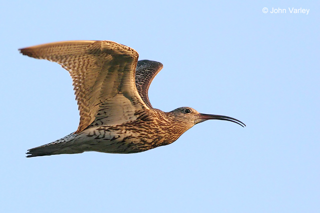 curlew_2673.jpg