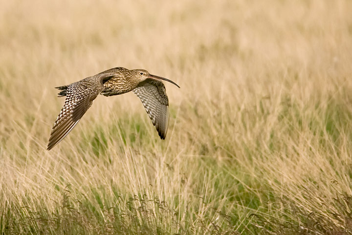 curlew_2_720_17155.jpg