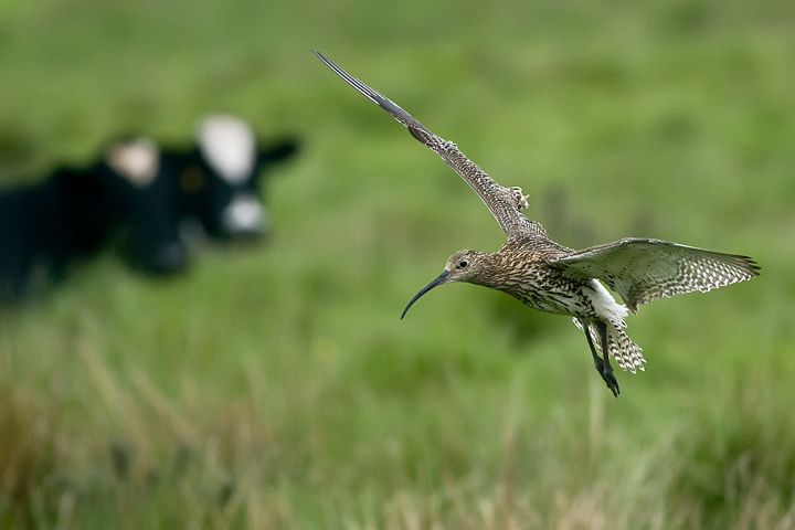 curlew_3_720_9522.jpg