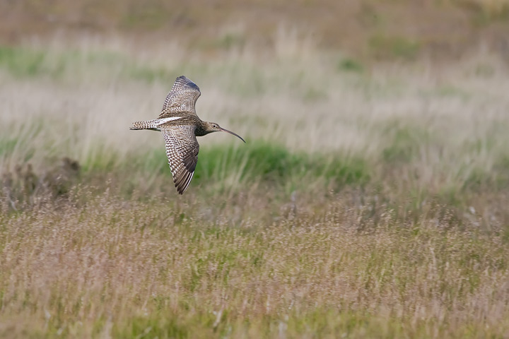 curlew_4_720_9924.jpg