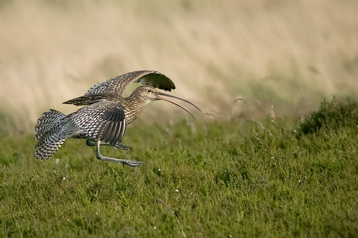 curlew_5_720_7120.jpg