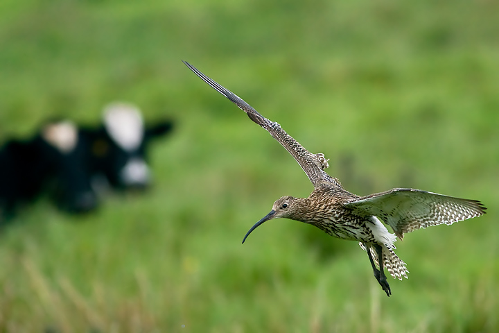 curlew_720-9522.jpg