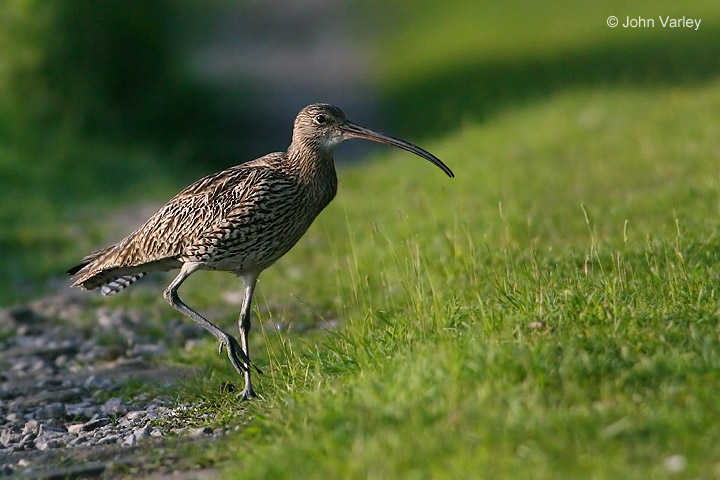 curlew_720_1660_std.jpg