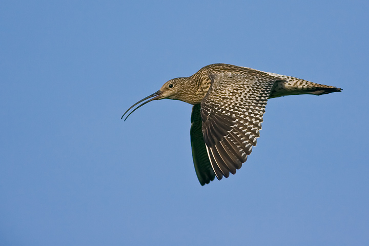 curlew_720_16949.jpg