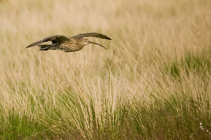 curlew_720_17154.jpg