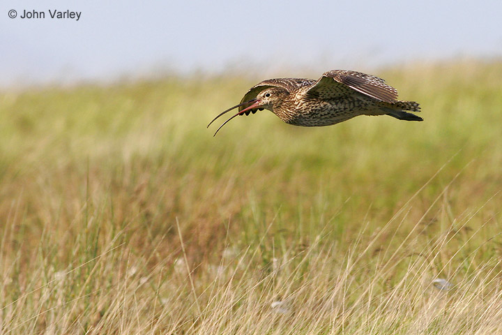 curlew_720_2607_std.jpg