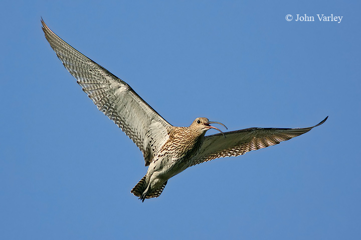 curlew_720_9291.jpg