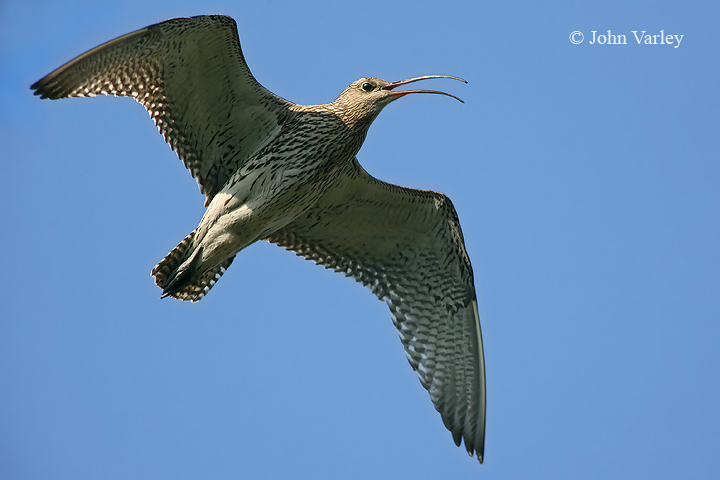 curlew_720_9295.jpg