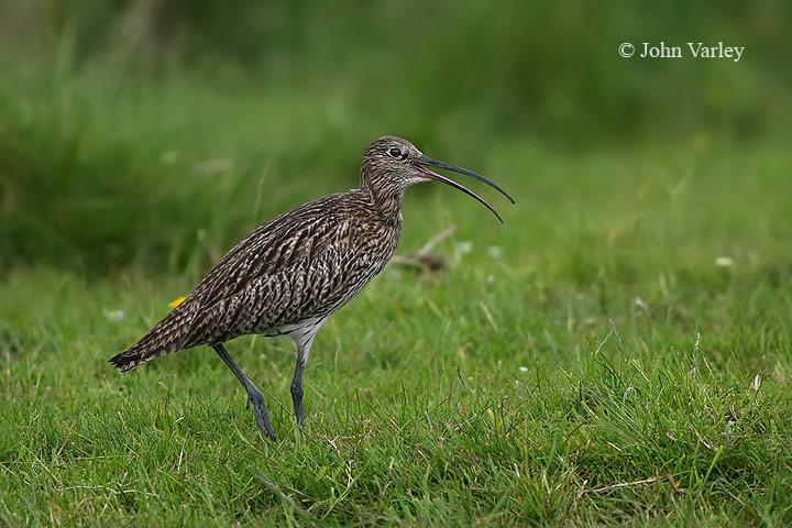 curlew_720_9543.jpg