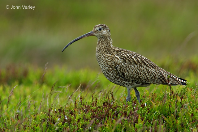 curlew_7931_std.jpg