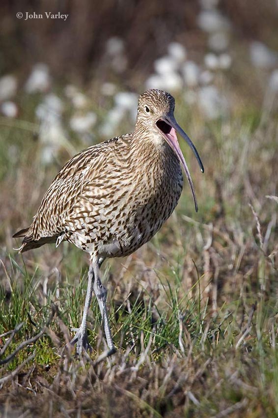 curlew_850_1362.jpg