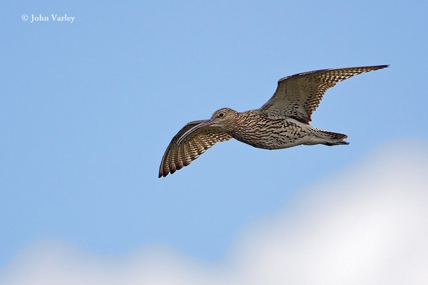 curlew_850_2030.jpg