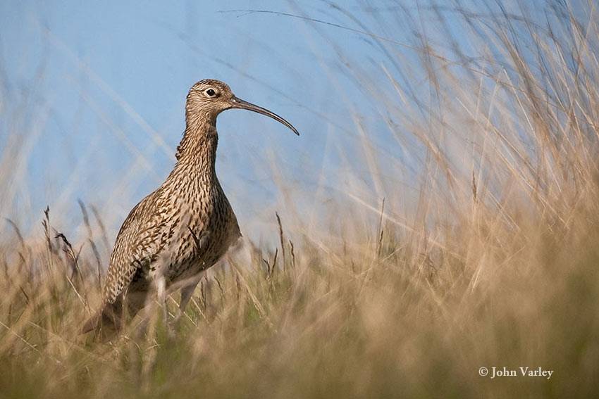 curlew_850_22730.jpg