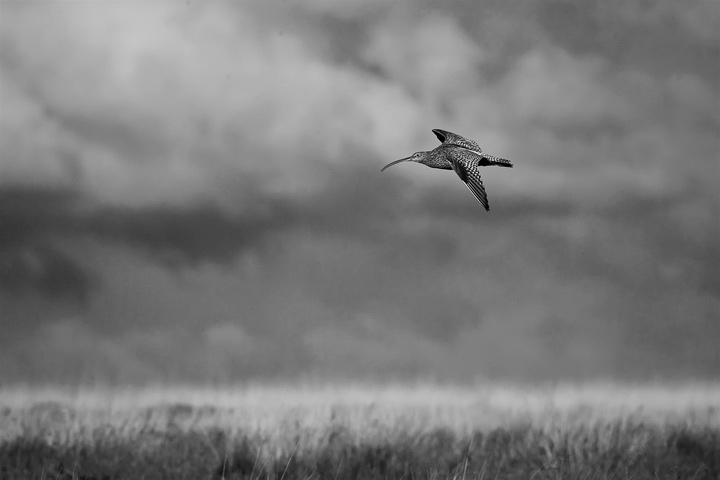 curlew_bw_720_9933.jpg