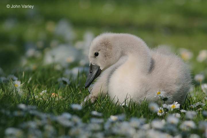 cygnet_720_1378_std.jpg