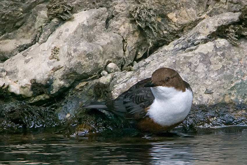 dipper_850_21391.jpg