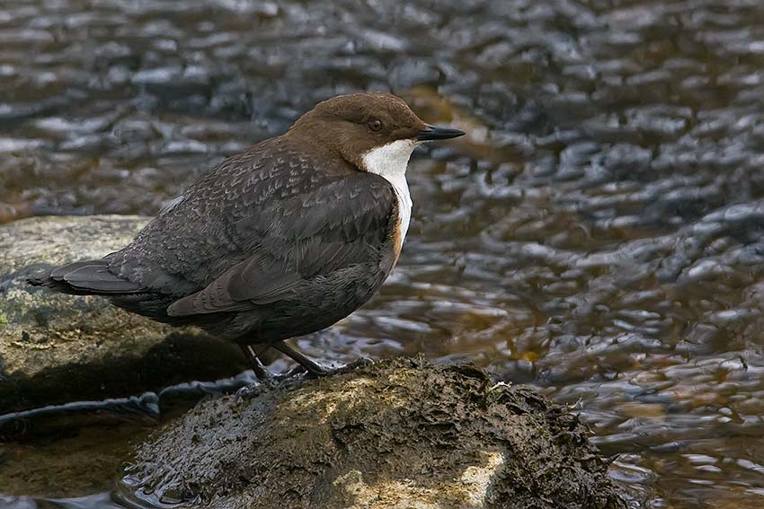 dipper_850_21941.jpg