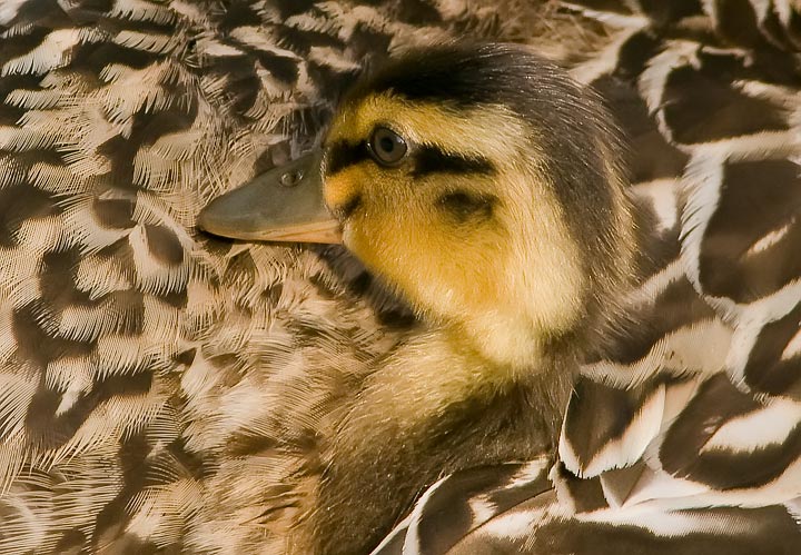 duckling_720_6885.jpg