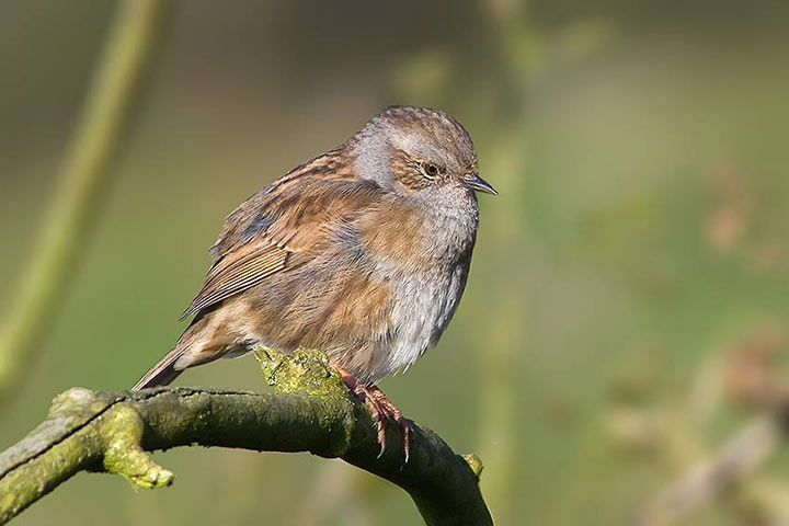 dunnock_2_720_23729.jpg