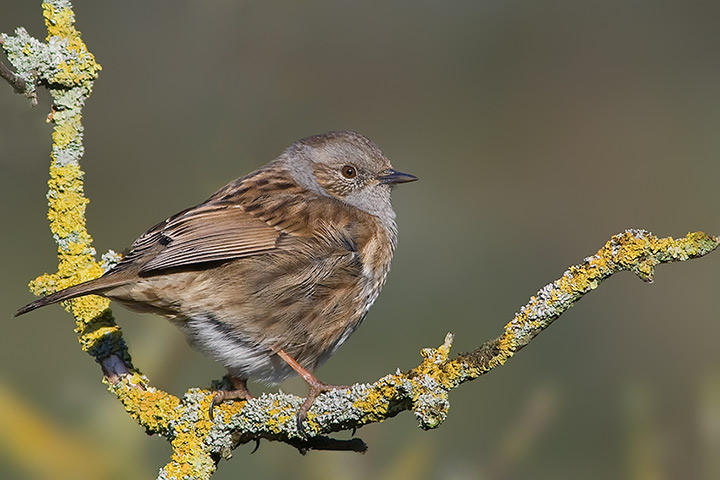 dunnock_3_720_23713.jpg