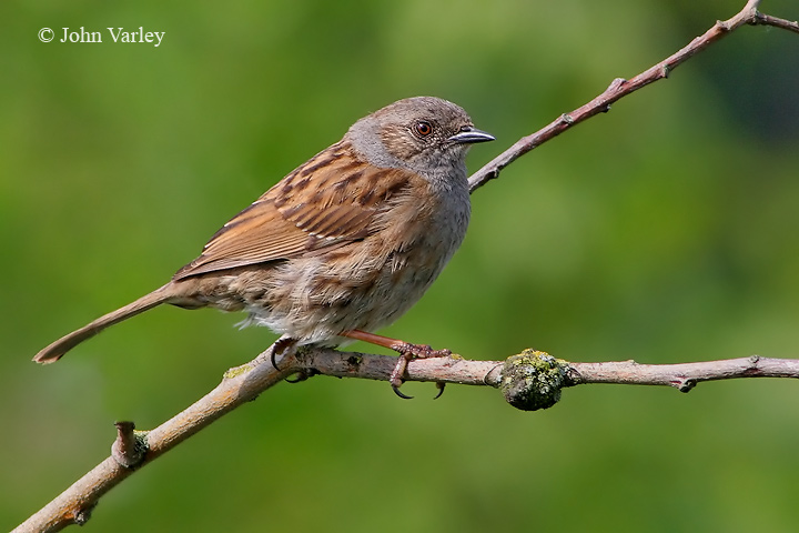 dunnock_720_8941.jpg