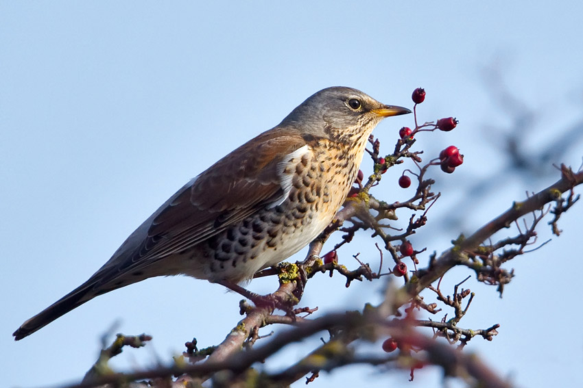 fieldfare_2_850_5686.jpg