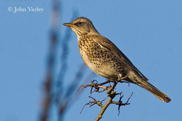 fieldfare_720_20513.jpg