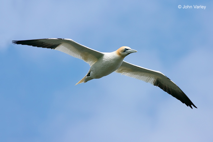 gannet_1116_std.jpg