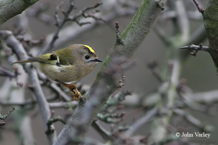 goldcrest_2_720_7735.jpg