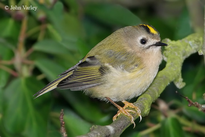 goldcrest_720_7835_std.jpg