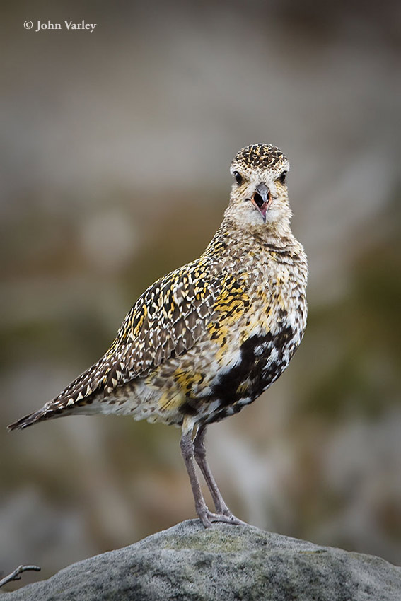 golden_plover_850_0822.jpg