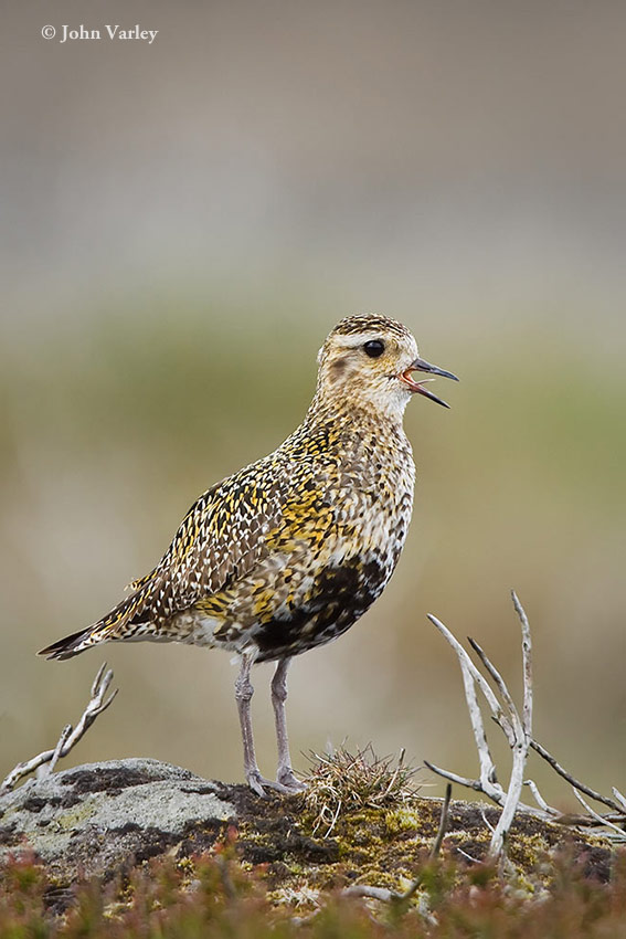 golden_plover_850_0936.jpg