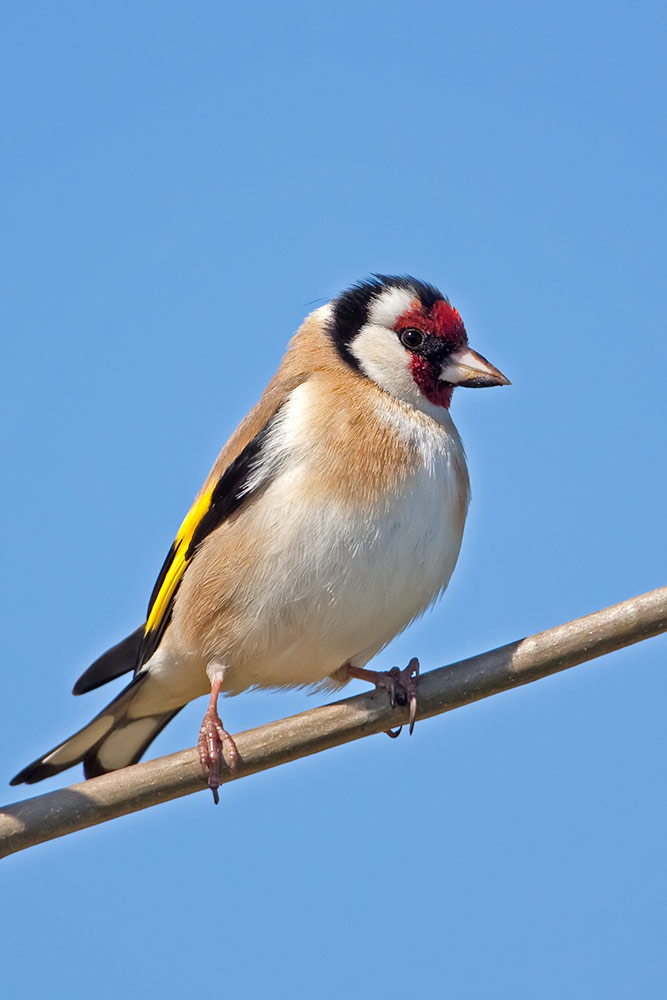 goldfinch_1000_0569.jpg