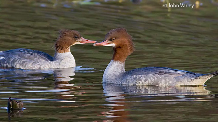 goosander_3200_720_23042.jpg