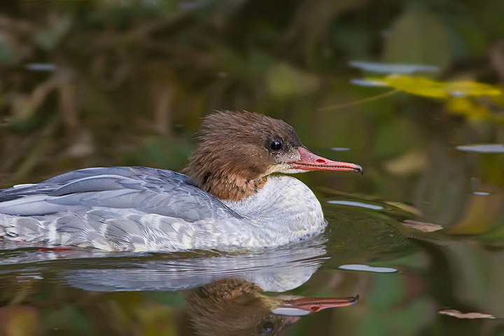 goosander_720_23015.jpg