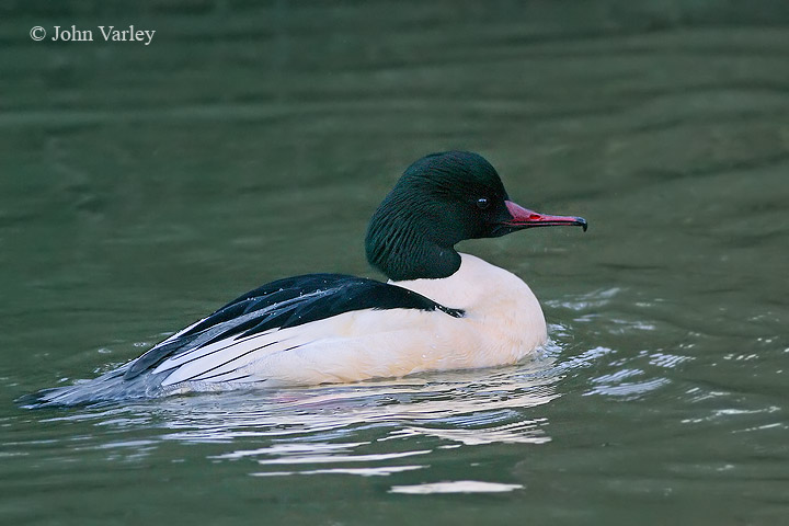 goosander_720_4827_std.jpg